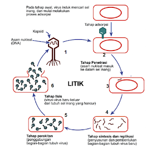 Contoh Soal Dan Jawaban Biologi Kelas 10 Serta Pembahasan BAB 4 Virus ...