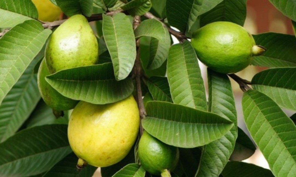 Apa-itu-Daun-Jambu-Biji-dan-Kandungannya