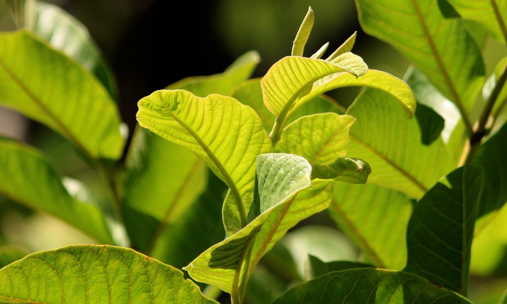 Cara-Membuat-dan-Meminum-Daun-Jambu-Biji