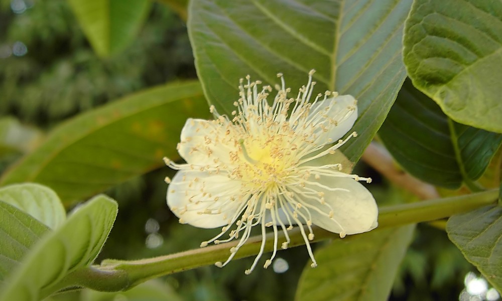 Manfaat-Kesehatan-Daun-Jambu-Biji